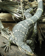 Nile Monitor