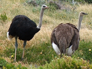 Ostrich