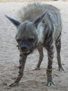 Striped Hyena