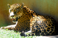 Jaguar