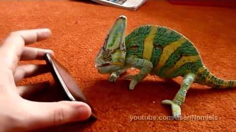 Chameleon was frightened by iphone (what he saw?)