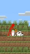 Red giving the bunnies more carrots.