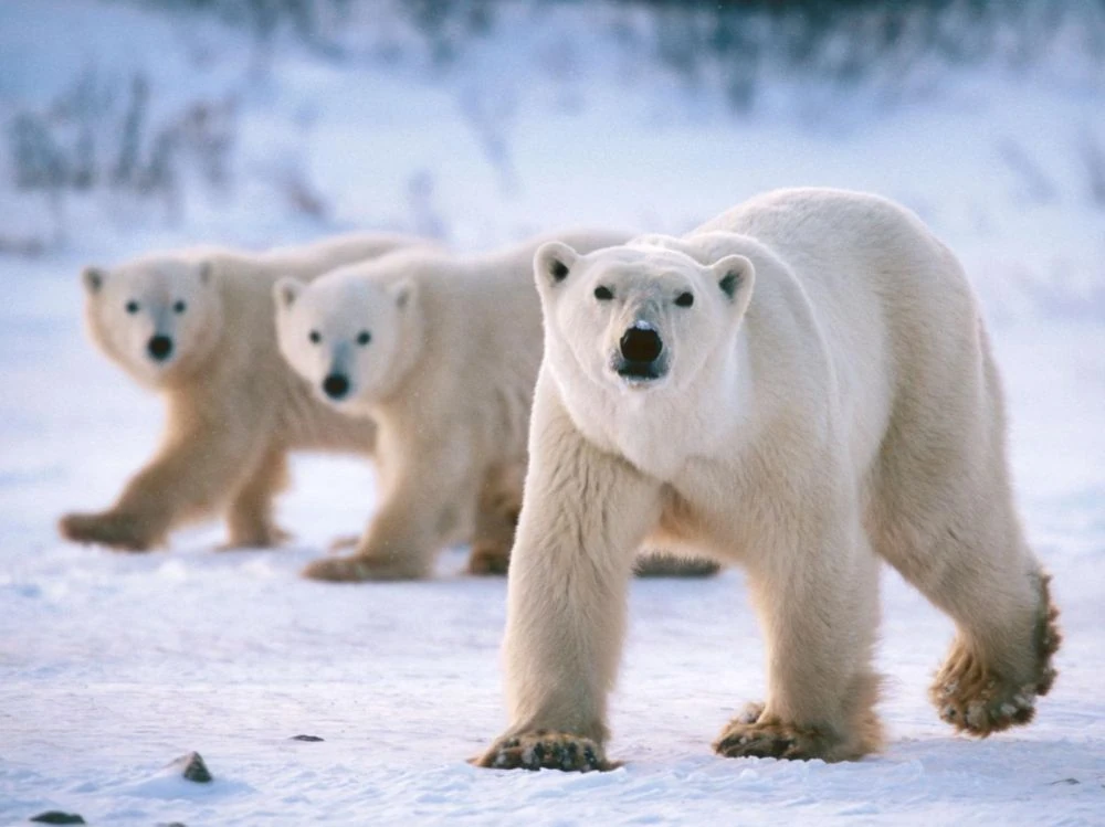 Les Ours Polaires Wiki Animaux Polaires Fandom Les Ours Polaires Wiki Animaux Polaires Fandom