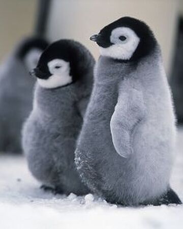 Manchot Et Pingouin Wiki Animaux Polaires Fandom Manchot Et Pingouin Wiki Animaux Polaires Fandom