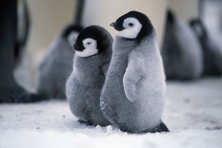 Manchot Et Pingouin Wiki Animaux Polaires Fandom Manchot Et Pingouin Wiki Animaux Polaires Fandom