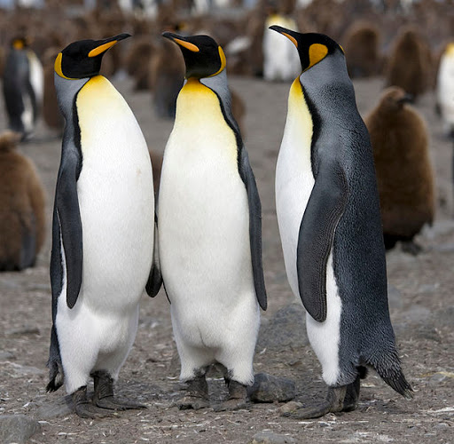 Les différences entre un manchot et un pingouin