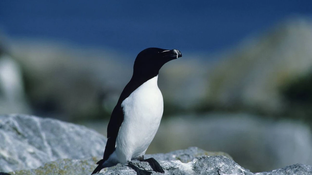 Manchot | Zoologiste.com, image size:1200x675