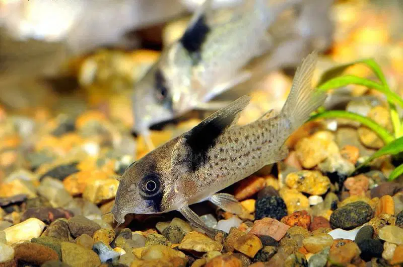 Corydoras melanistius Wiki Animaux Fandom