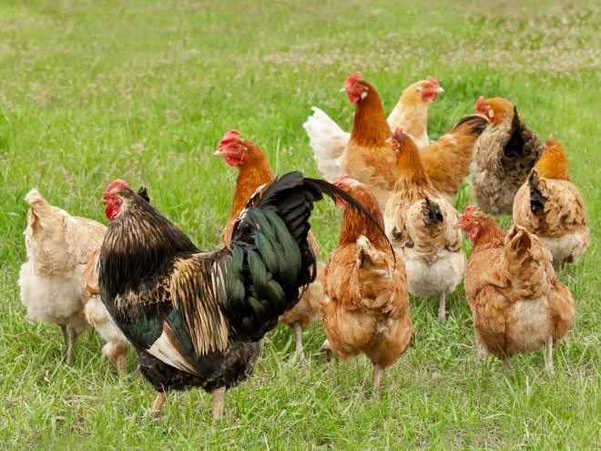 Poule Wiki Animaux Fandom