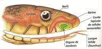 L'odorat