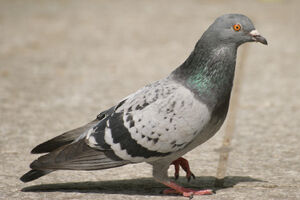 Pigeon0001