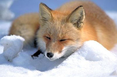 Renard Roux Wiki Animaux Fandom