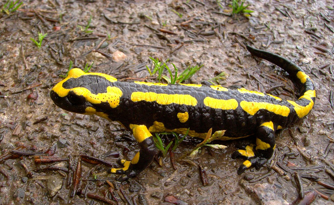 Salamandre tachetée - Salamandra salamandra 