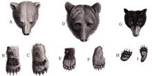 Dessin comparaison ours.jpg
