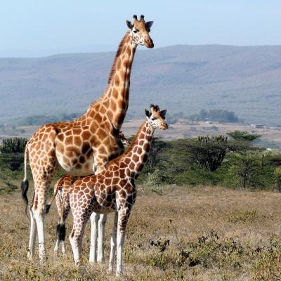 Girafe, Wiki Animaux