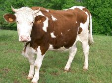 VACHE ~1.jpg