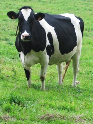 Vache 2.jpg
