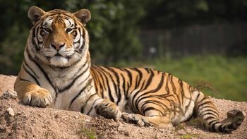 Tigre de Chine Infobox