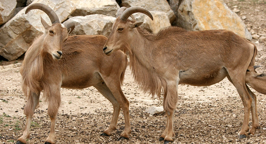 Mouflon à manchettes Wiki Animaux Fandom — free download