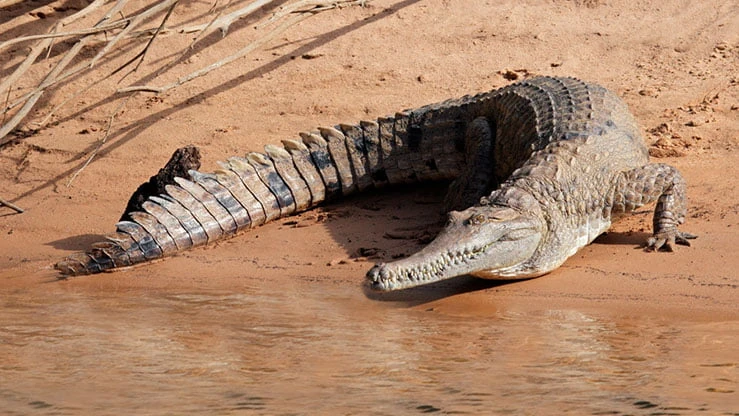 Crocodile de Johnston Wiki Animaux Fandom