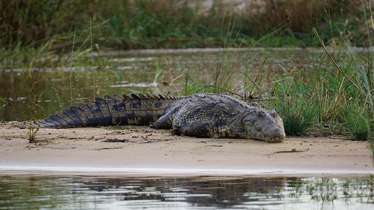Crocodile du Nil | Wiki Animaux | Fandom