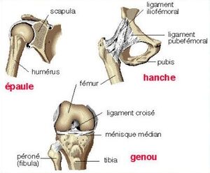 Articulations