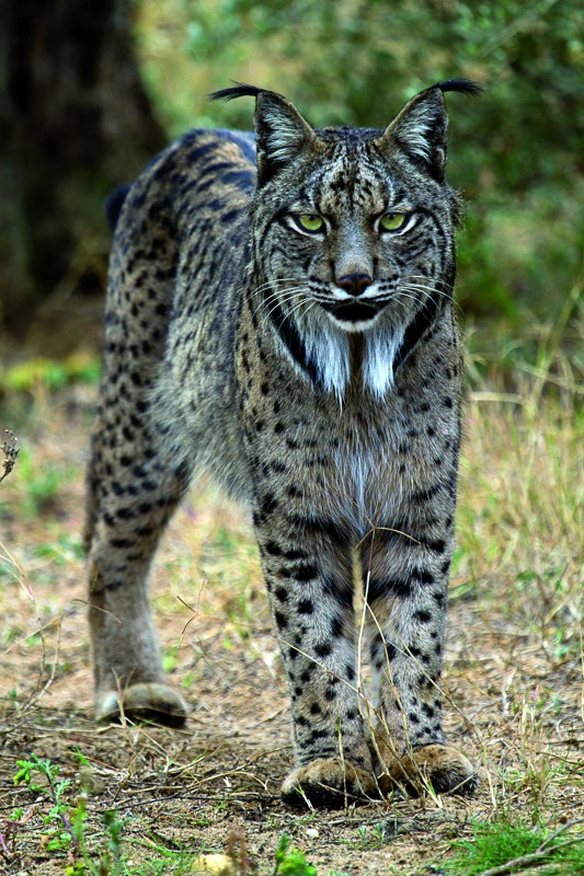 Lynx ibérique Wiki Animaux Fandom