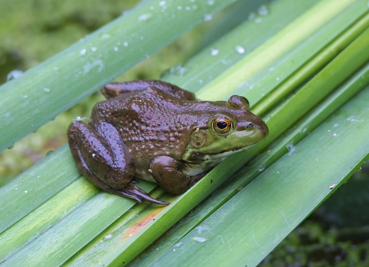 Leurre Grenouille Rebel Pop'N - Grenouille Taureau Rebelle, Leurre De Surface