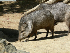 Super Party Playland's Javelina exhibit