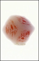 Истинный Бог Сала