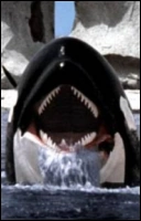 Косатка (Orca, the Killer Whale)