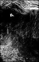 Объединение Организованных Информационных Сущностей