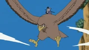 Sasuke's hawk summoning.