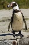 Humboldt Penguin