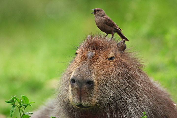 happy Capybara in the forest, anime, by Miyazaki | Stable Diffusion