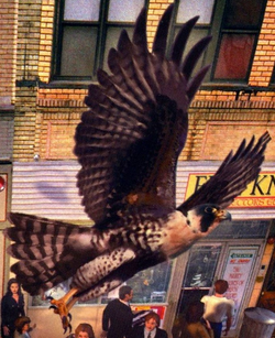 Falcon