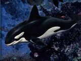 Whale