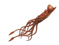 Giant squid book 27 cover morph.png