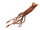 Giant Squid