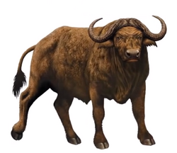 Buffalo book 39 morph