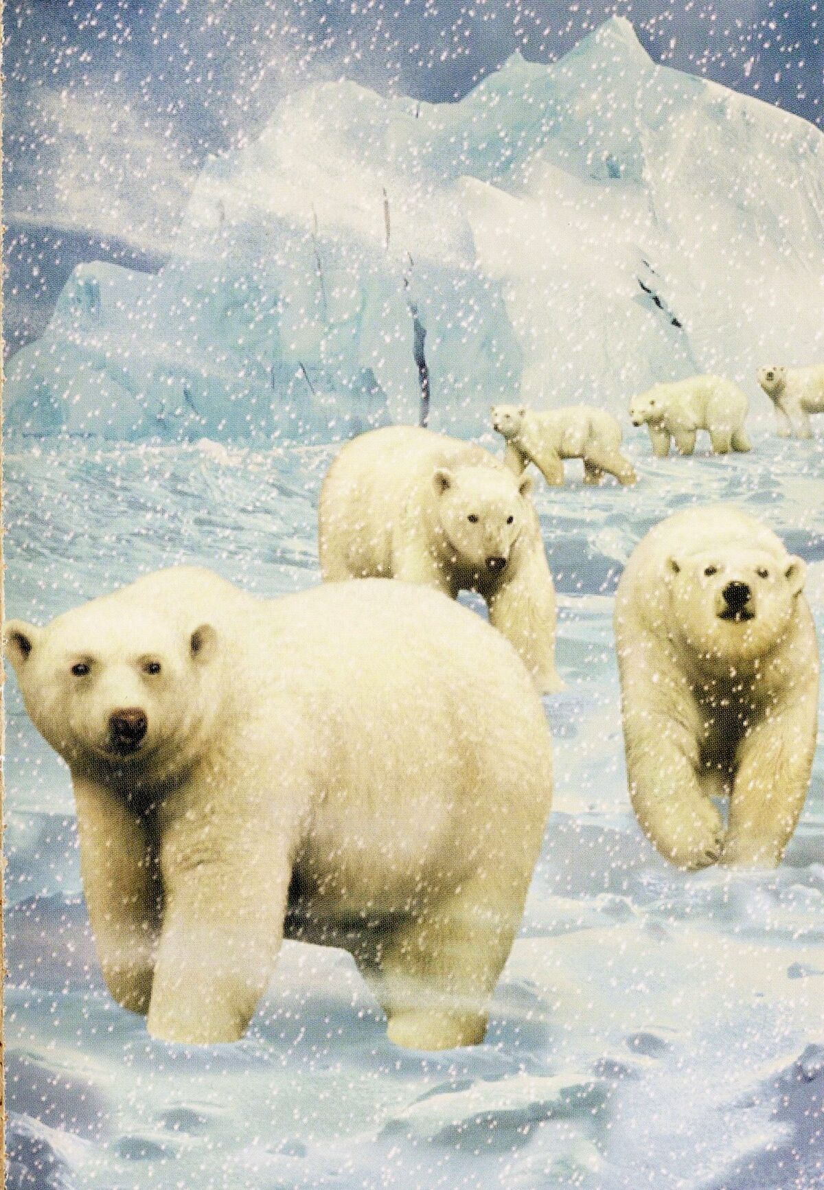 Polar Bear | Seerowpedia | Fandom