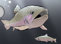 Trout GN4