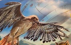 Red-Tailed Hawk