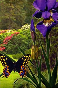 Cassie as a butterfly