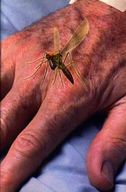 Animorph decision book 18 inside cover mosquito