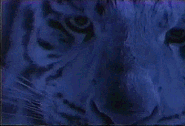 From the revised opening credits