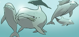 Dolphins GN4