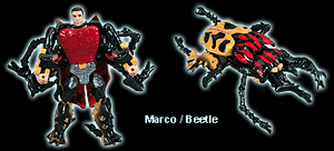 Marcobeetle