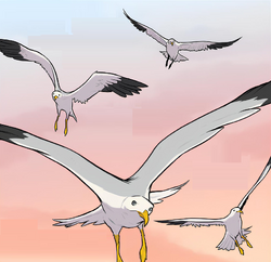 Seagulls (Edited GN4)