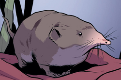 Shrew